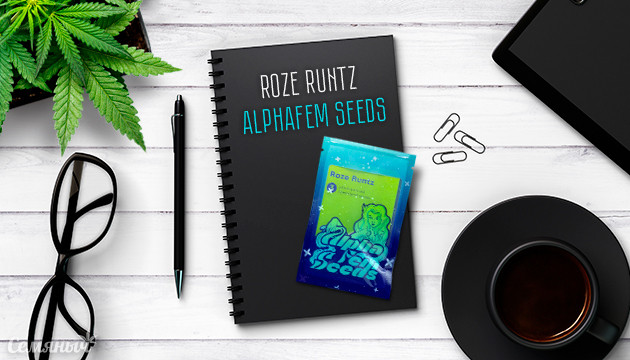 Гроурепорт сорта Roze Runtz от сидбанка AlphaFem Seeds