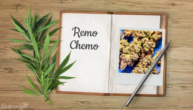 Гроурепорт сорта Remo Chemo от Dinafem Seeds