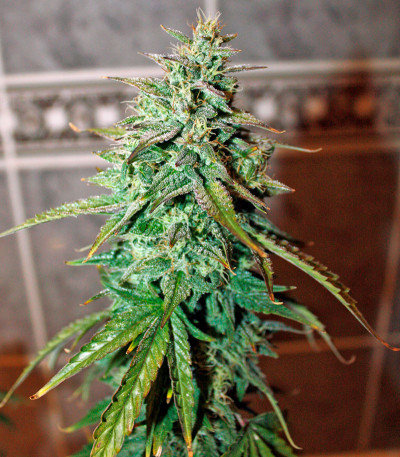 Семена сорта   UK Cheese Auto fem (Humboldt Seeds) 