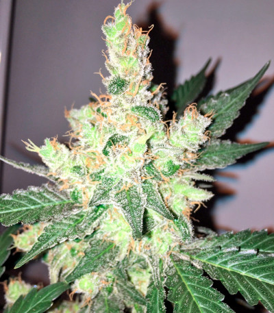 Семена сорта   Trainwreck fem (Humboldt Seeds) 