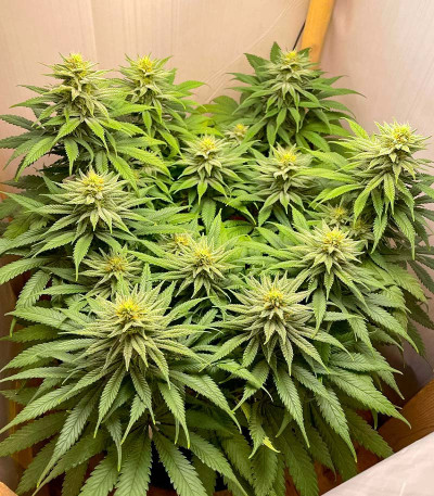 Семена сорта   San Bacio Burger fem (Advanced Seeds) 