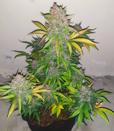 Семена сорта   Banana Purple Punch Auto fem (FastBuds) 