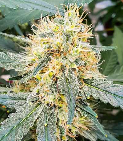 Семена сорта   Stromboli Auto fem (Paradise Seeds) 