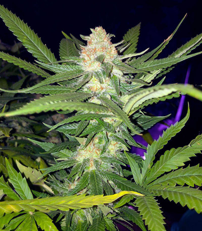 Семена сорта   Flashberry reg (Mandala Seeds) 