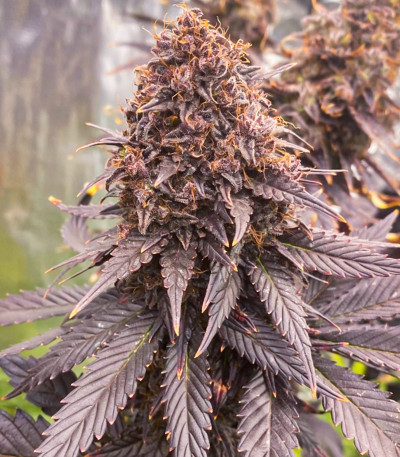 Семена сорта   Cold Greek Kush regular (TH Seeds) 