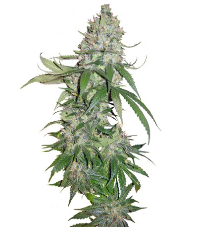 Семена сорта   Buddha Quasar fem (Buddha Seeds) 