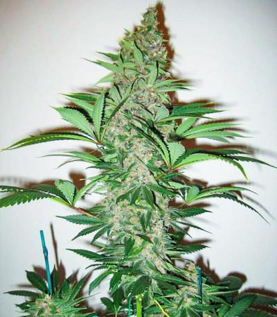 Семена сорта   Fast N' Glorious reg (Mandala Seeds) 