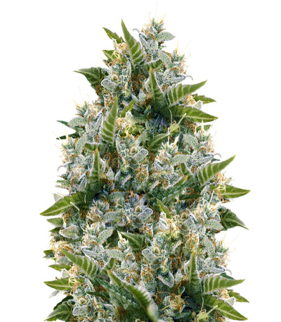 Семена сорта   Iceberg fem (Anesia Seeds) 