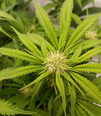 Семена сорта   Triple G Auto fem (RQS) 