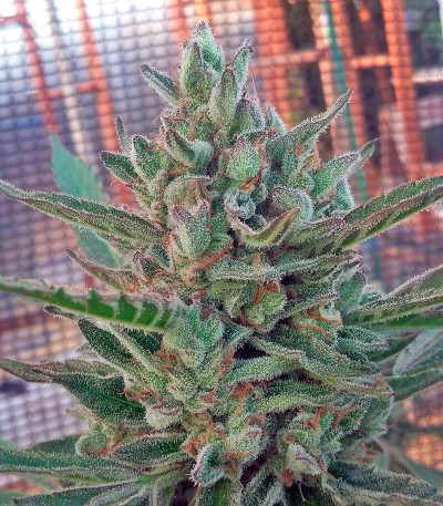 Семена сорта   Black D.O.G. fem (Humboldt Seeds) 