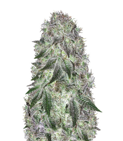 Семена сорта   Fast Caramelic fem (Anesia Seeds) 