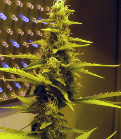 Семена сорта   60 Day Wonder - Autoflower fem (DNA Genetics) 