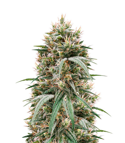 Семена сорта   Blueberry Hill fem (Herbies Seeds) 